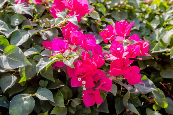 Bougainville — Stockfoto