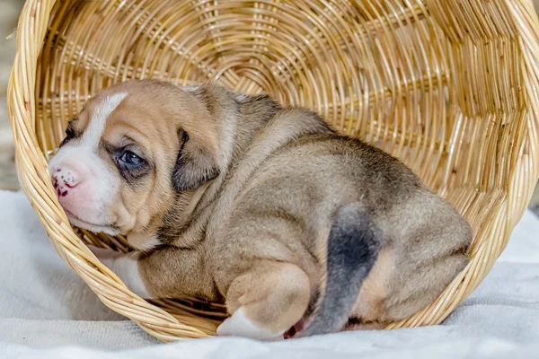 Pitbull catelus caine — Fotografie, imagine de stoc