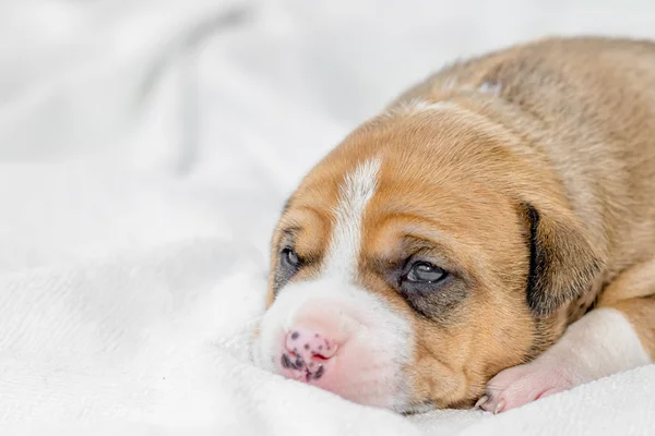 Stier van de kuil puppy hondje — Stockfoto