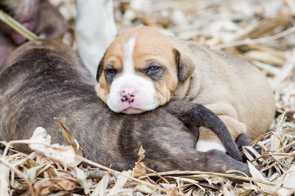 Pitbull köpek yavrusu — Stok fotoğraf