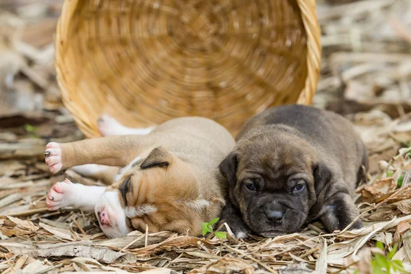 Pit bull cachorro perro —  Fotos de Stock