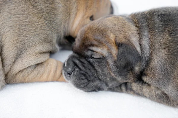 Stier van de kuil puppy hondje — Stockfoto