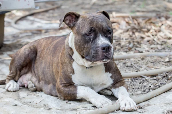 Grande pitbull cão — Fotografia de Stock