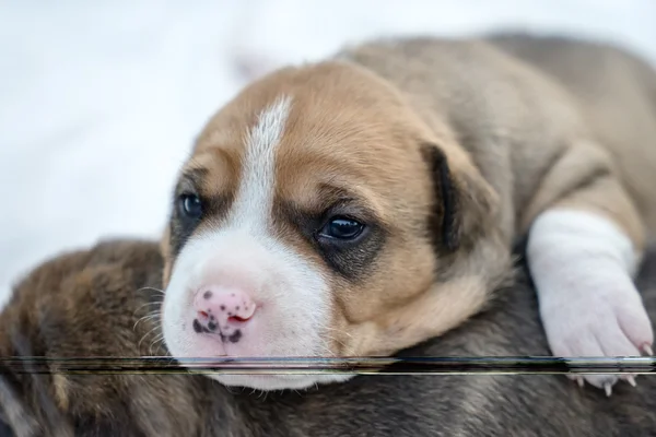 Stier van de kuil puppy hondje — Stockfoto