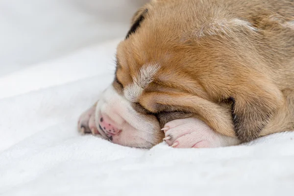 Stier van de kuil puppy hondje — Stockfoto