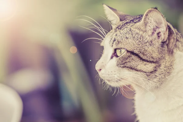 Lindo gato —  Fotos de Stock