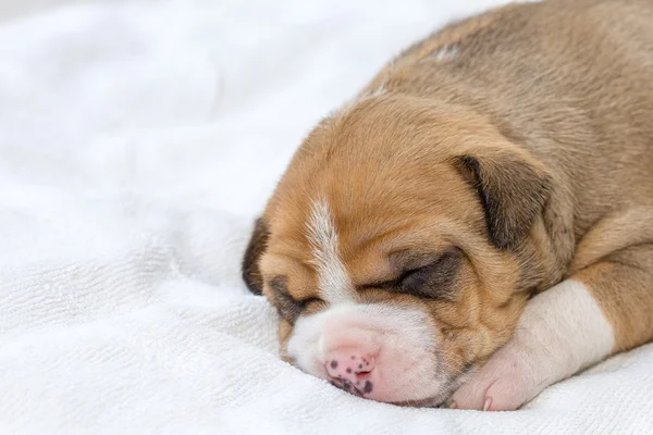 Stier van de kuil puppy hondje — Stockfoto