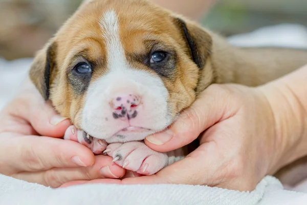 Pit bull puppy dog — Stock Photo, Image