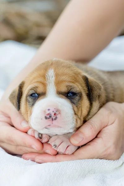 Çukur boğa köpek yavrusu — Stok fotoğraf