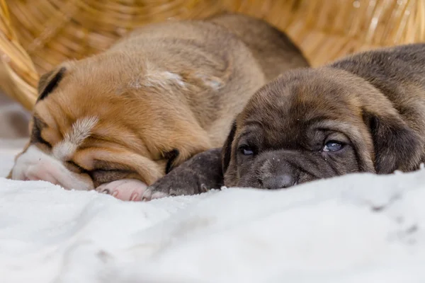 Stier van de kuil puppy hondje — Stockfoto