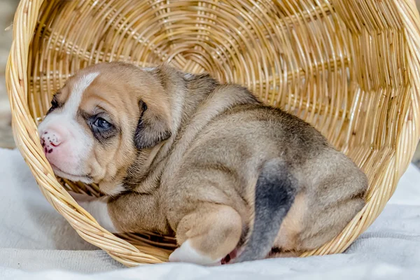 Çukur boğa köpek yavrusu — Stok fotoğraf