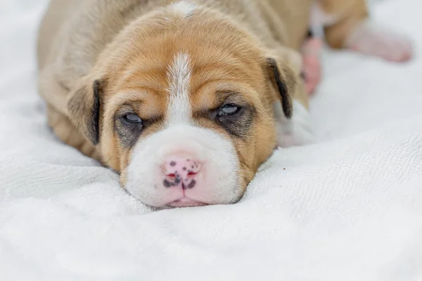 Pit bull puppy dog — Stock Photo, Image