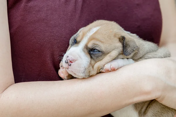 Pit bull puppy — Stock Photo, Image