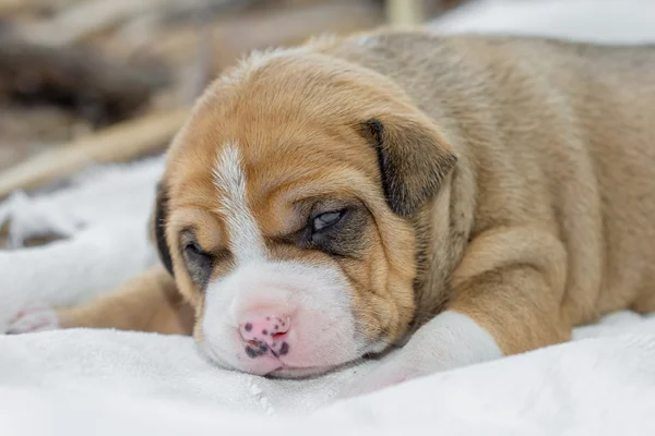 Çukur boğa köpek yavrusu — Stok fotoğraf