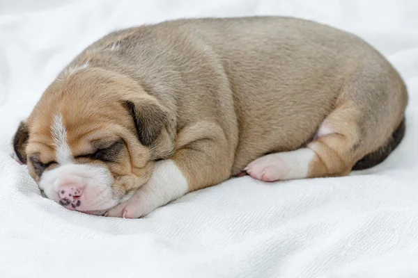 Pit bull cachorro perro — Foto de Stock