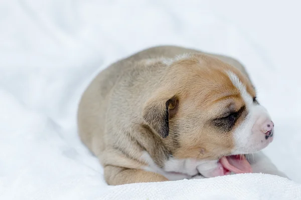 Pit bull pies szczeniak — Zdjęcie stockowe