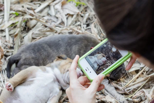 Vrouwen nemen een foto puppy slapen door smartphone — ストック写真