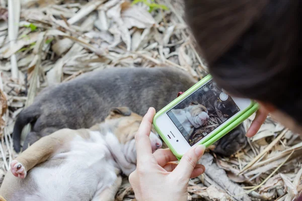 Les femmes prennent une photo chiot — Photo