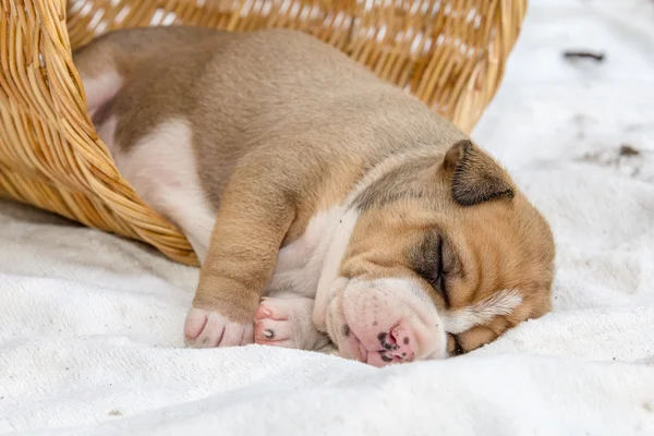 Stier van de kuil puppy hond slapen — Stockfoto