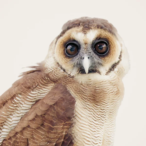 Owl on white background — Stock Photo, Image