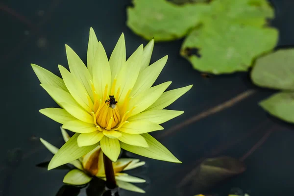 Žlutá lotus — Stock fotografie