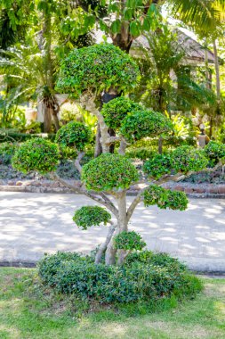 Annem kapta yemek yeme ve köpek yavrusu