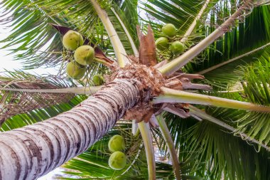  Hindistan cevizi ağacı