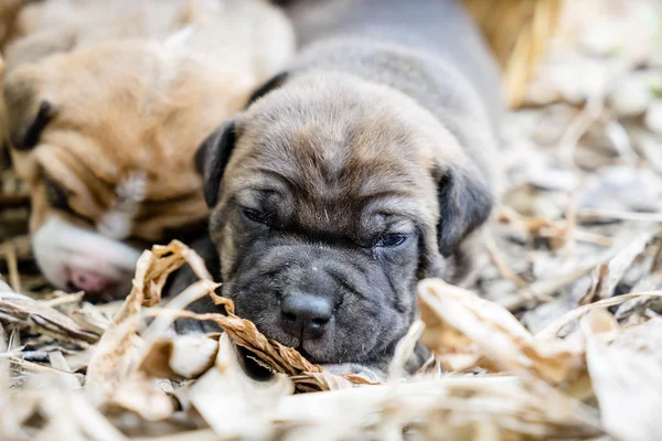 Stier van de kuil puppy hondje — Stockfoto