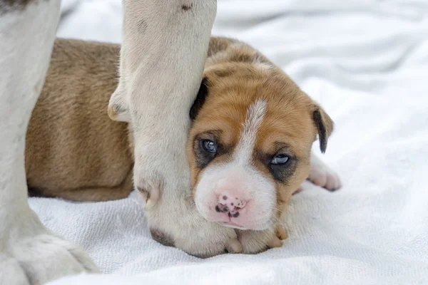 Stier van de kuil puppy hondje — Stockfoto