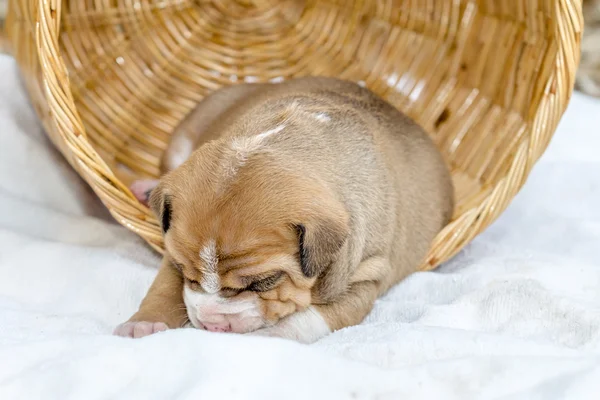 Stier van de kuil puppy hondje — Stockfoto