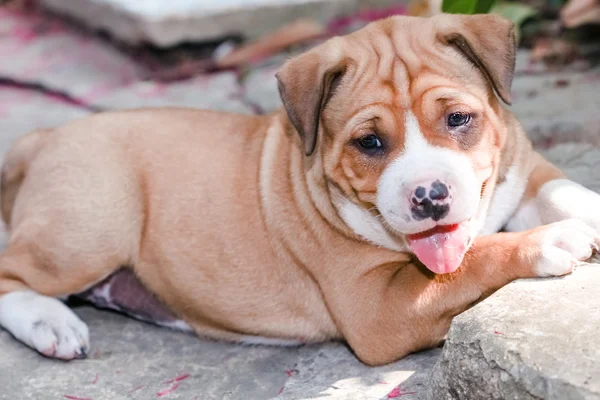 Stier van de kuil puppy hondje — Stockfoto