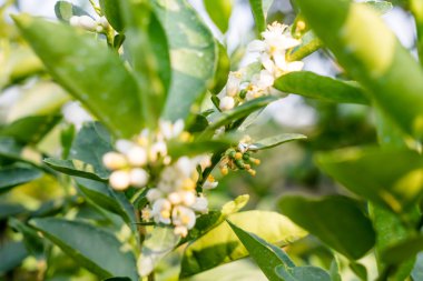 Çimento karıştırma inşaat işçileri