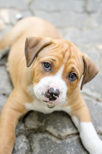 Pit bull puppy — Stock Photo, Image