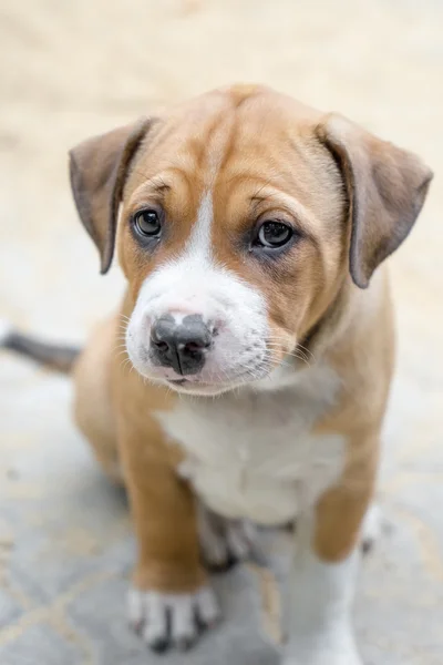 Pit bull puppy — Stok Foto