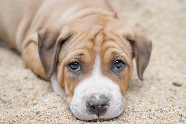 Pitbul köpek yavrusu — Stok fotoğraf