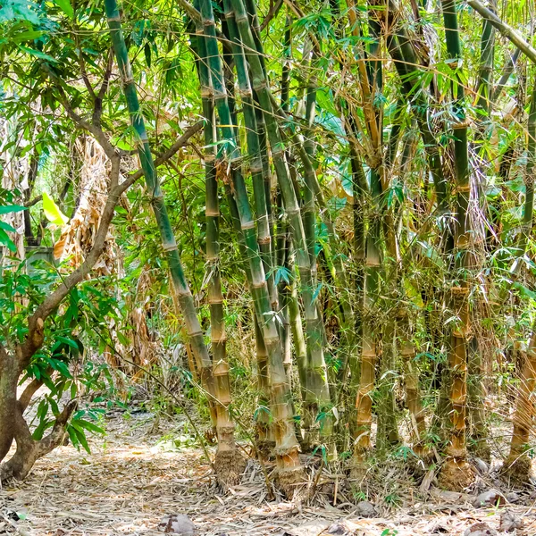 Foresta di bambù — Foto Stock