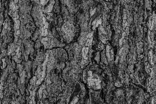 Bark träd — Stockfoto