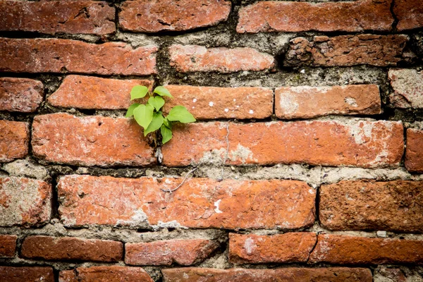 Bricks wal — Stock Photo, Image