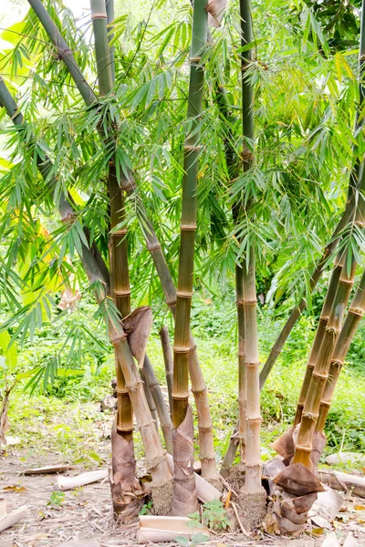 Albero di bambù — Foto Stock