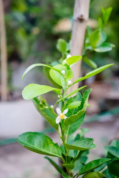 Kalk bloem — Stockfoto