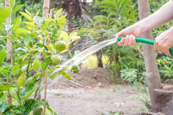 Watering lime tree — Stock Photo, Image