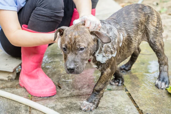 A dog taking a shower — Stock Photo, Image