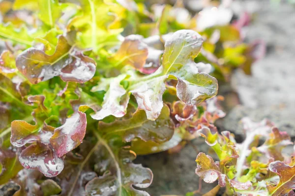 Frische Salate — Stockfoto