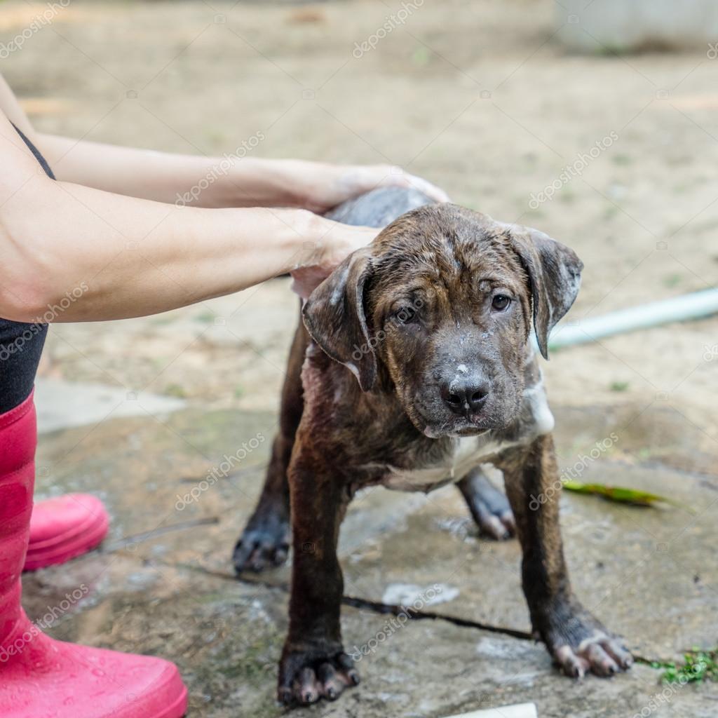 A dog taking a shower — Stock Photo © tiverylucky 72371771