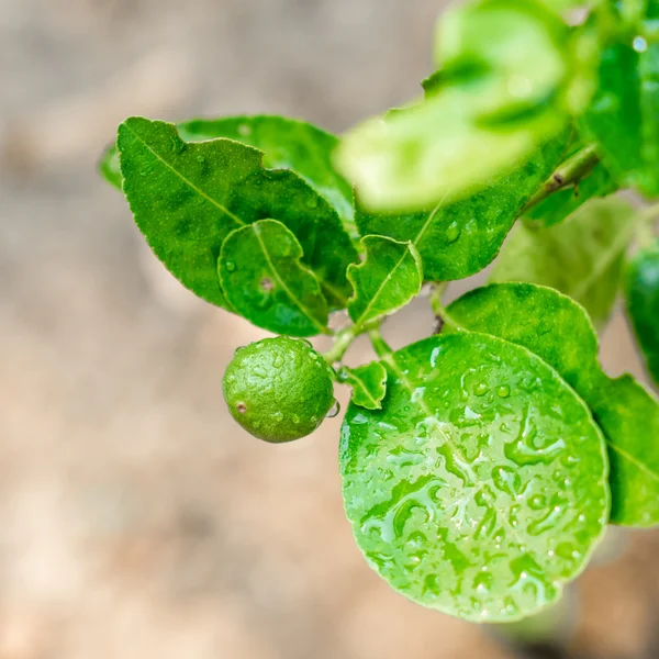 Lime in tree — Stock Photo, Image