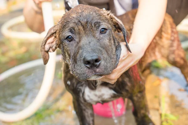 A dog taking a shower — Stock Photo, Image