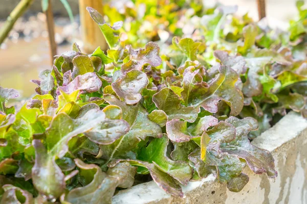 Fresh lettuces — Stock Photo, Image