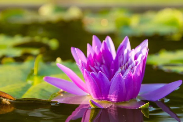 Purple lotus flower — Stock Photo, Image