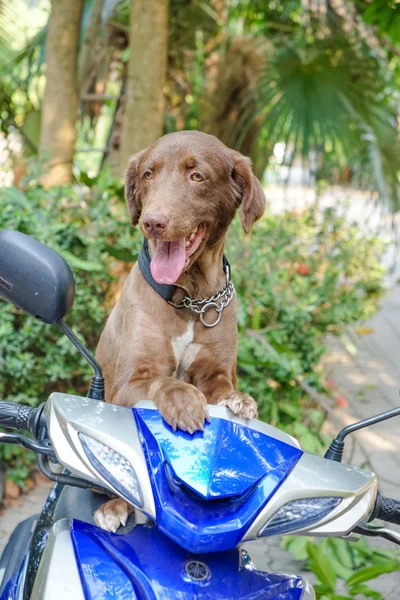 Um cão. — Fotografia de Stock