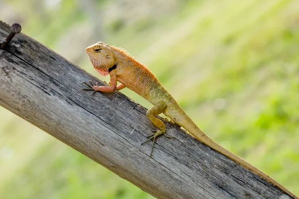 Brun ödla — Stockfoto